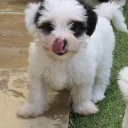 Biewer Terrier