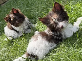 Yorkshire Terrier