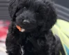 Labradoodle