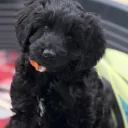 Labradoodle
