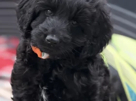 Labradoodle