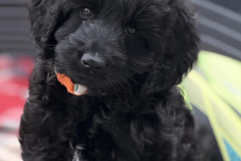 Labradoodle