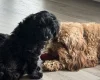 Labradoodle