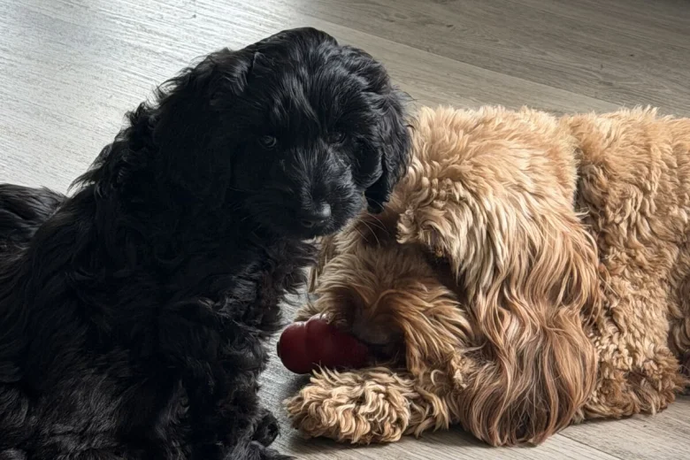 Labradoodle