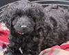 Labradoodle