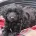 Labradoodle