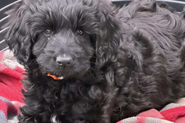 Labradoodle