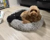 Labradoodle