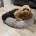 Labradoodle