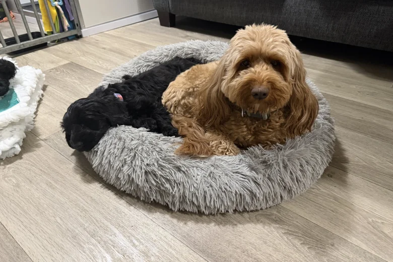 Labradoodle