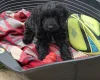 Labradoodle