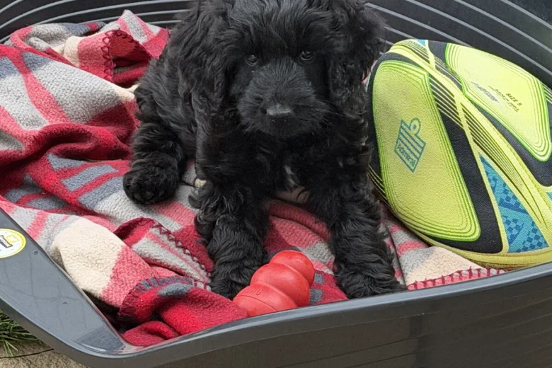 Labradoodle