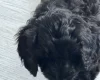 Labradoodle