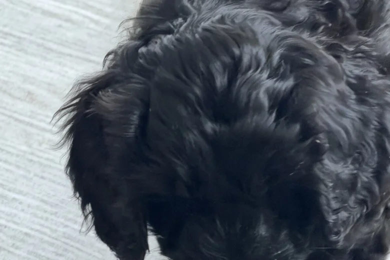 Labradoodle
