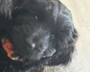 Labradoodle
