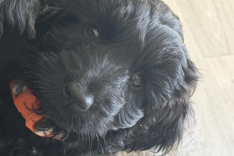 Labradoodle