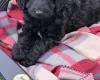 Labradoodle