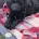 Labradoodle