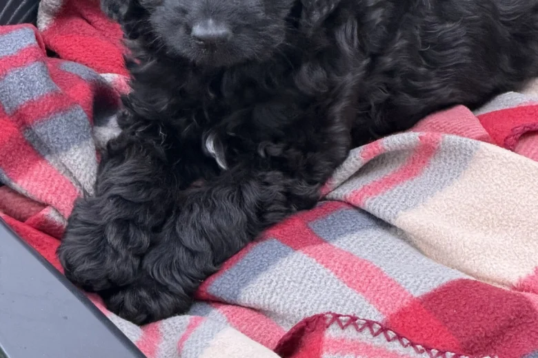 Labradoodle