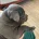 Staffordshire Bull Terrier