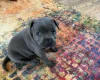 Staffordshire Bull Terrier