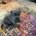 Staffordshire Bull Terrier