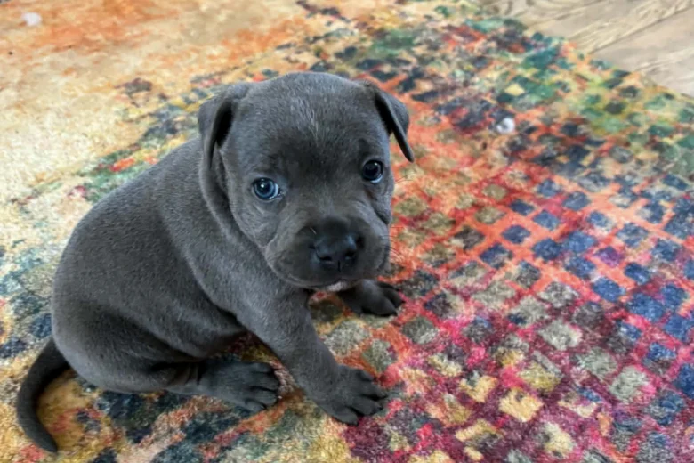 Staffordshire Bull Terrier