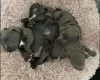 Staffordshire Bull Terrier