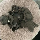 Staffordshire Bull Terrier
