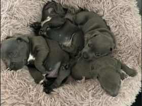 Staffordshire Bull Terrier
