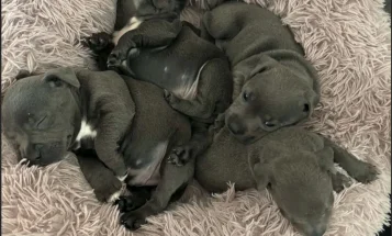 Staffordshire Bull Terrier
