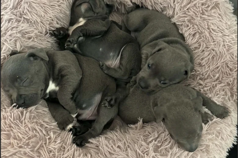 Staffordshire Bull Terrier