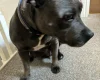 Staffordshire Bull Terrier