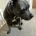 Staffordshire Bull Terrier
