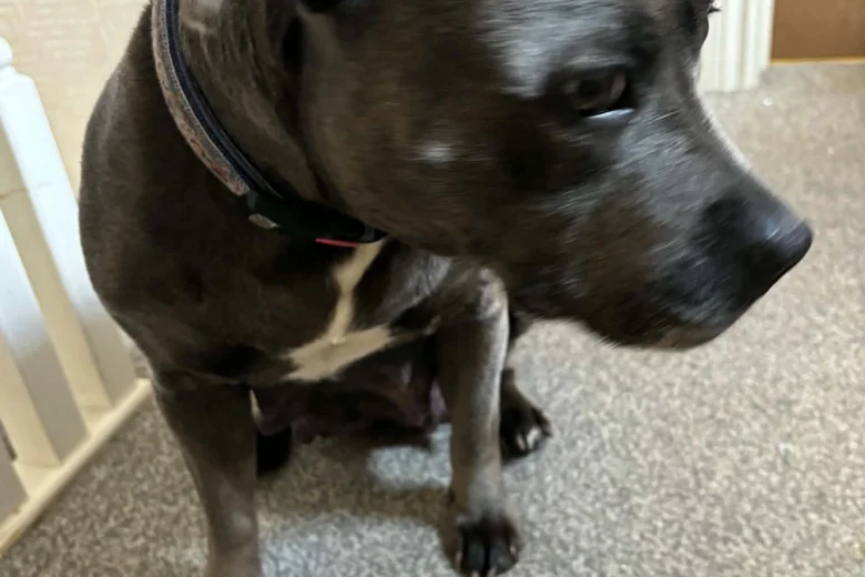 Staffordshire Bull Terrier