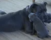 Staffordshire Bull Terrier