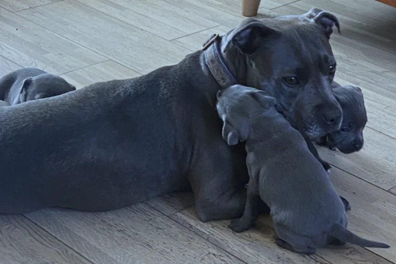Staffordshire Bull Terrier