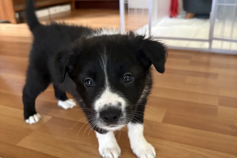 Border Collie