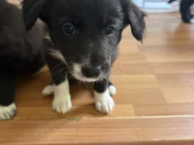 Border Collie