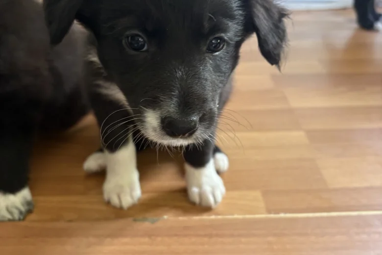 Border Collie