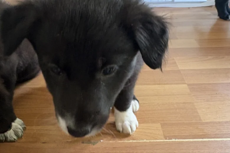Border Collie
