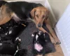 Mixed Breed