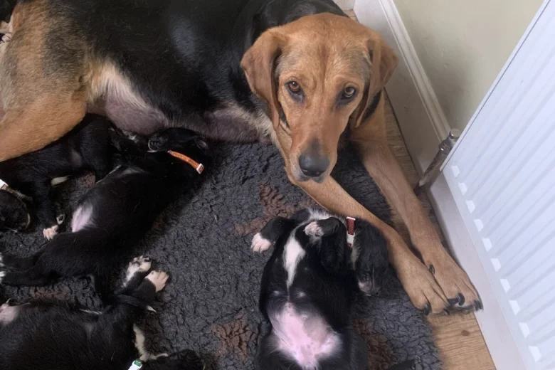 Mixed Breed