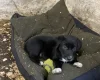 Mixed Breed
