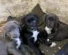 Mixed Breed