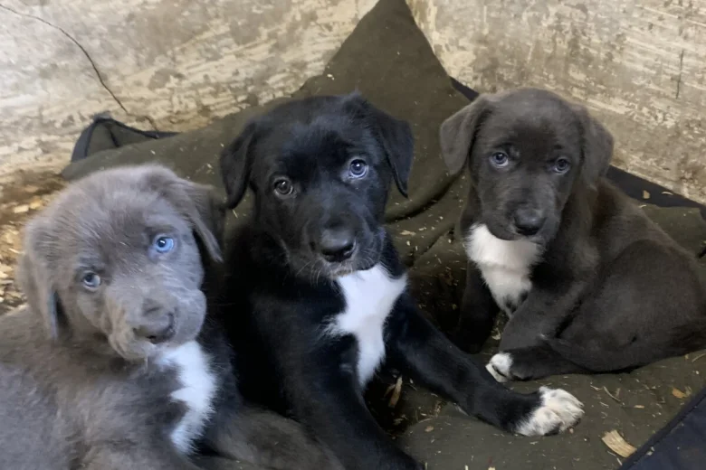 Mixed Breed
