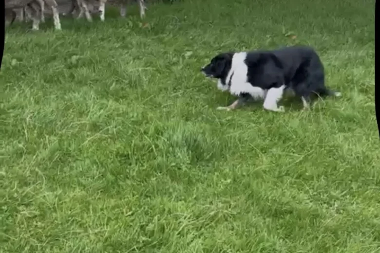 Border Collie