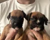 Boxer