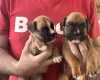Boxer