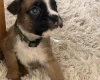 Boxer